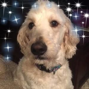 Meet your Posher, Angie